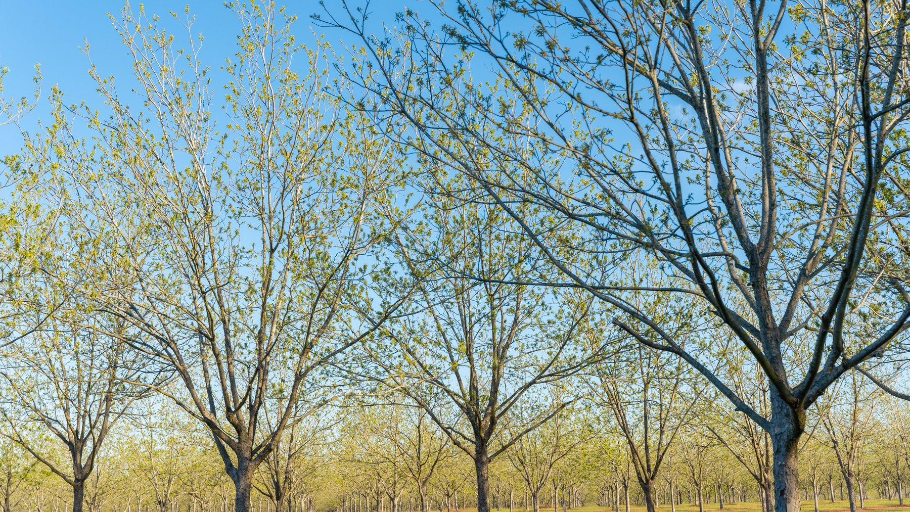 Image for 715+/- Acres - The Home Tract - Weybrenee Farms