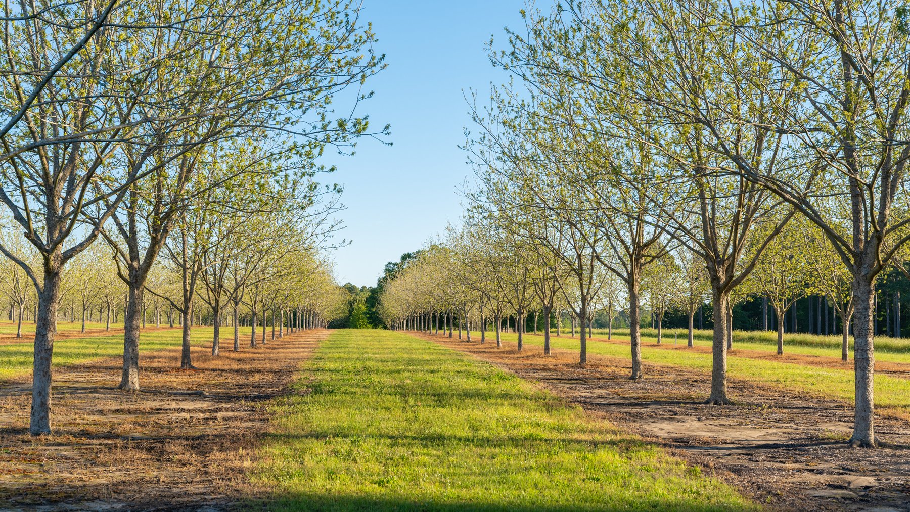 Image for 715+/- Acres - The Home Tract - Weybrenee Farms