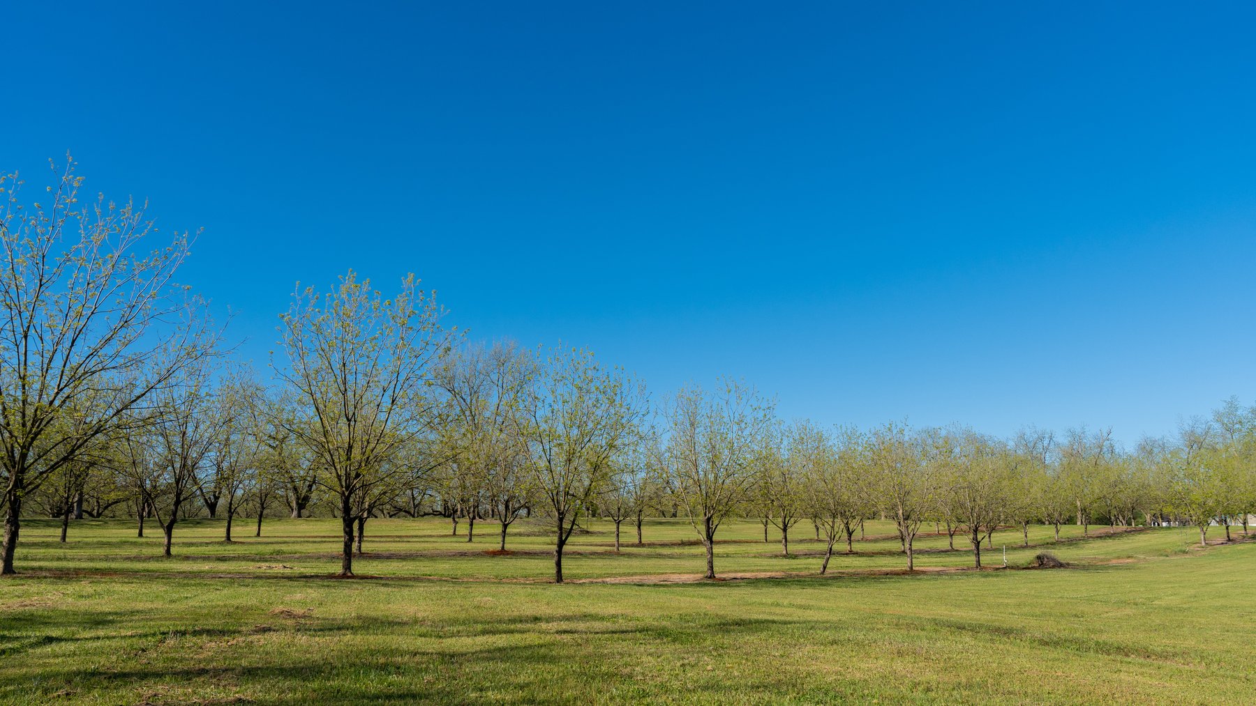 Image for 103+/- Acres - The Hand Tract - Weybrenee Farms