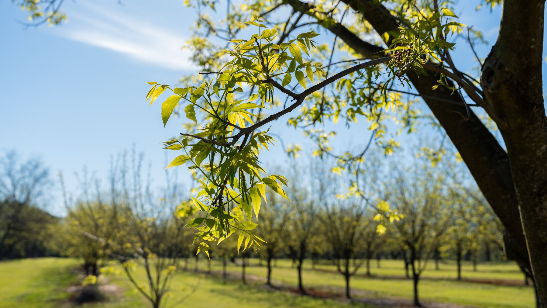 Image for 103+/- Acres - The Hand Tract - Weybrenee Farms