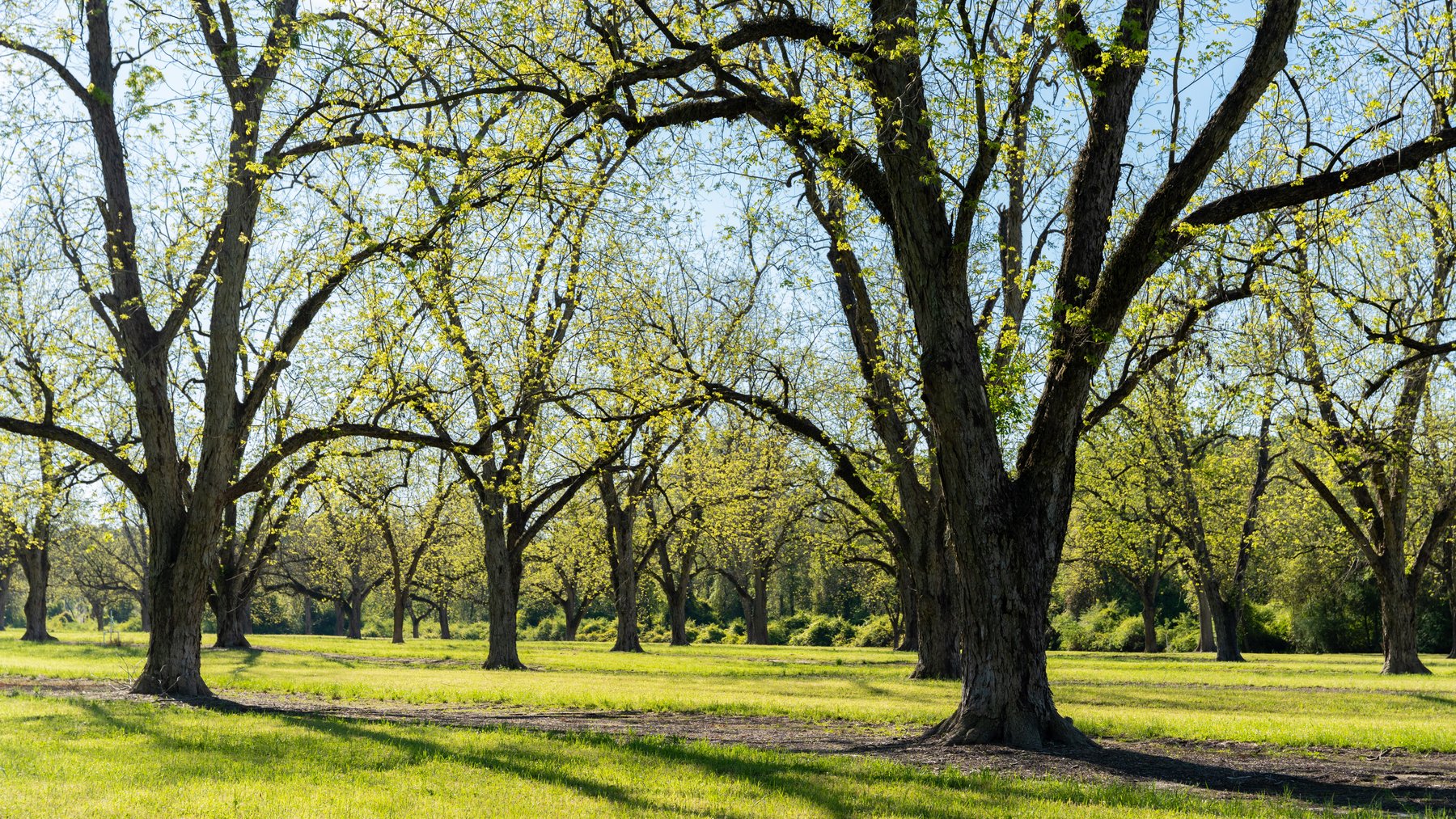 Image for 103+/- Acres - The Hand Tract - Weybrenee Farms