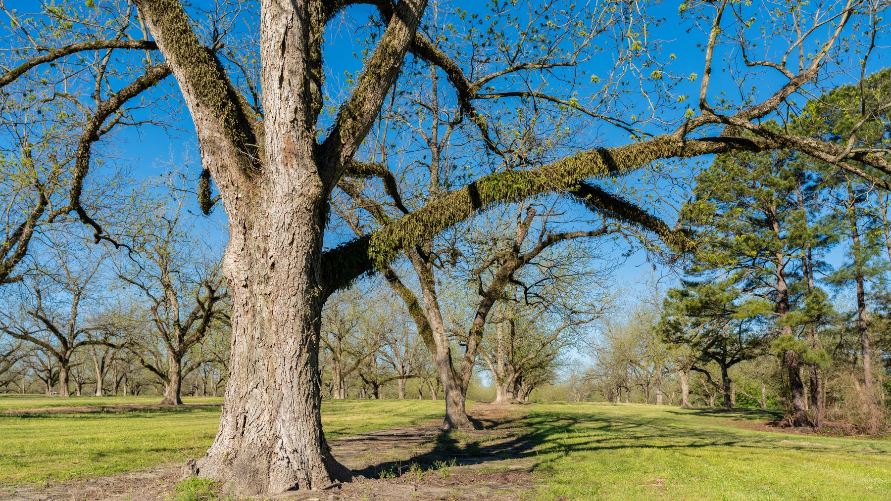 Image for 103+/- Acres - The Hand Tract - Weybrenee Farms