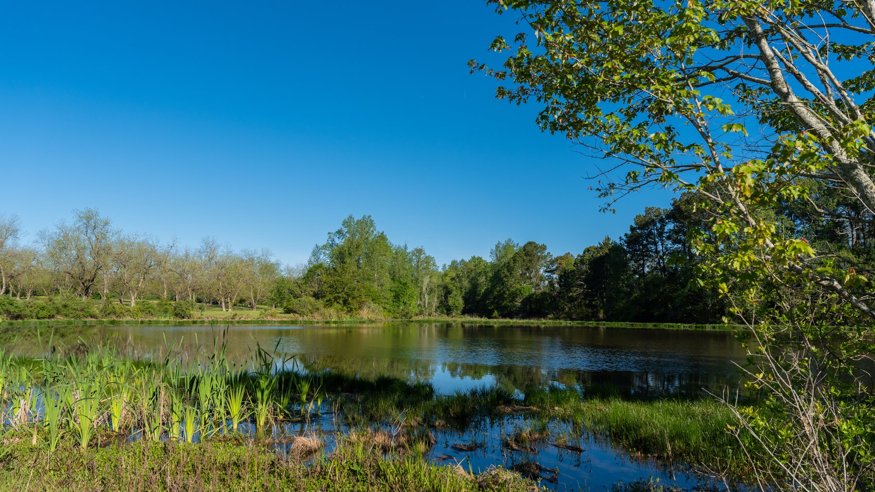 Image for 103+/- Acres - The Hand Tract - Weybrenee Farms