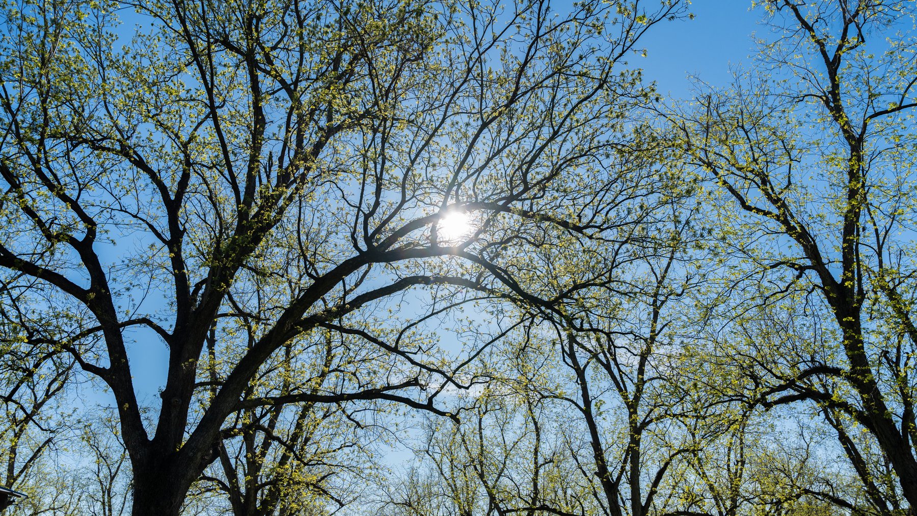 Image for 103+/- Acres - The Hand Tract - Weybrenee Farms