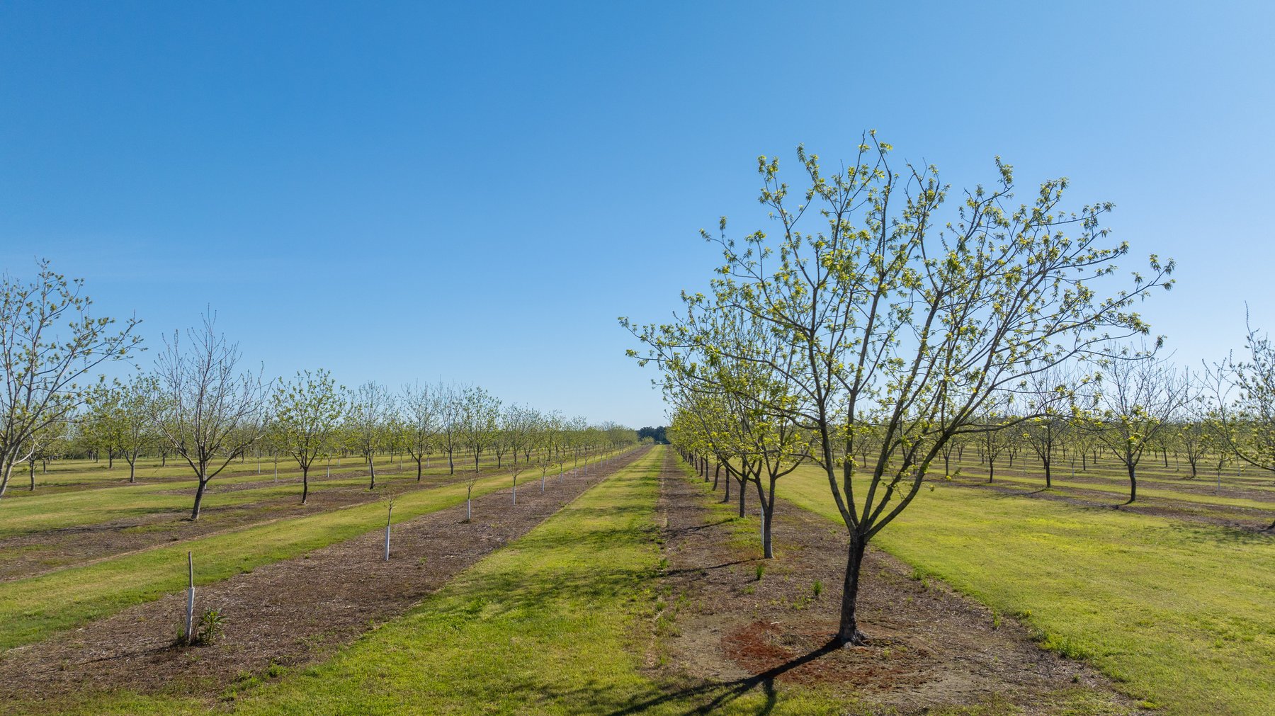 Image for 58+/- Acres - The Sealy Tract - Weybrenee Farms