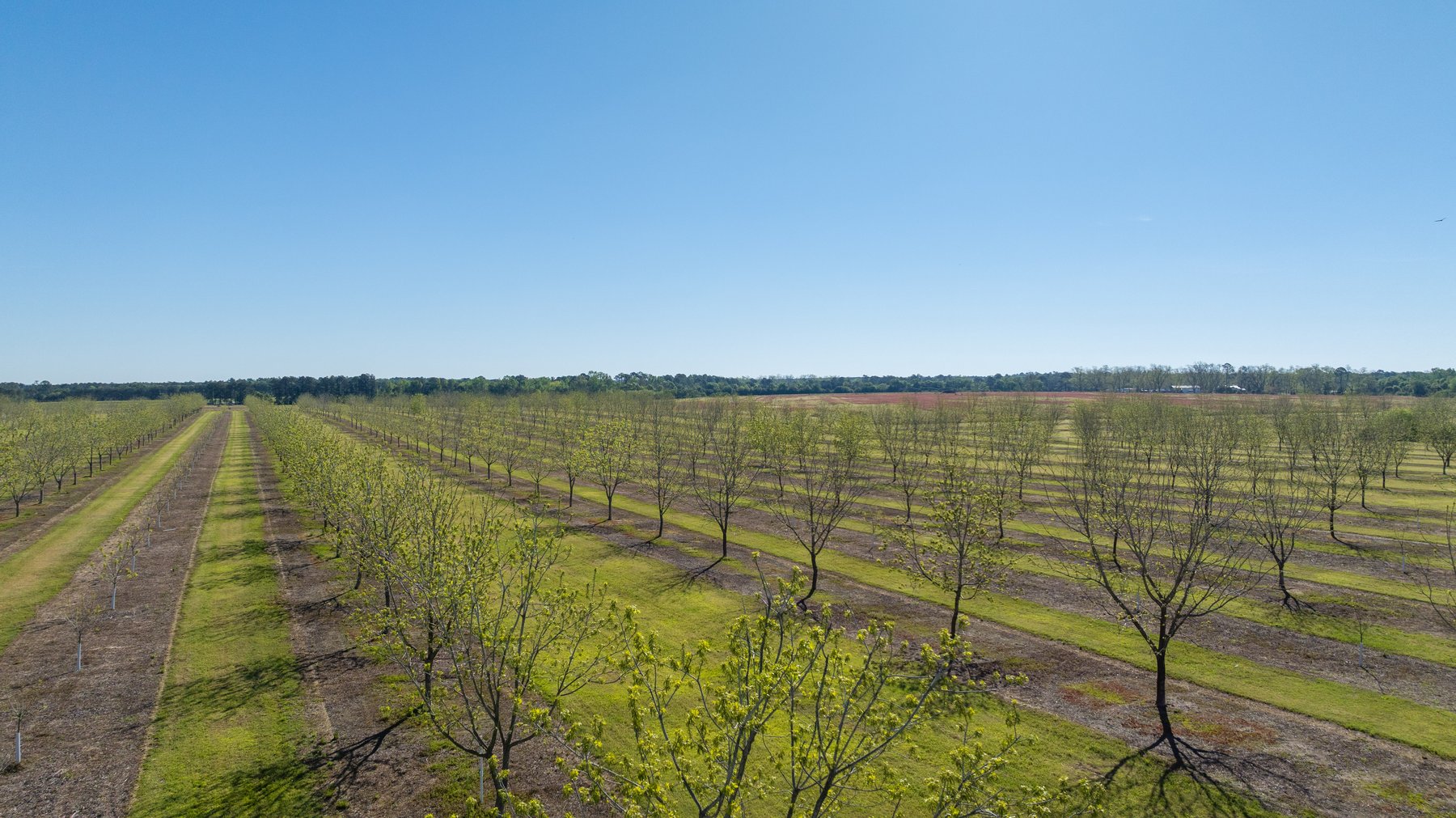 Image for 58+/- Acres - The Sealy Tract - Weybrenee Farms