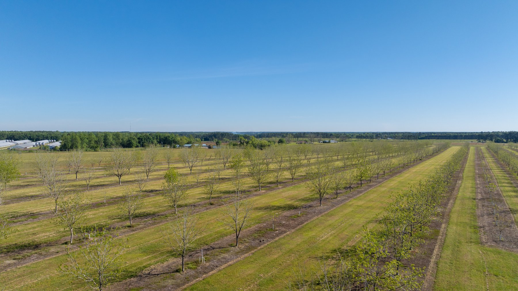 Image for 58+/- Acres - The Sealy Tract - Weybrenee Farms