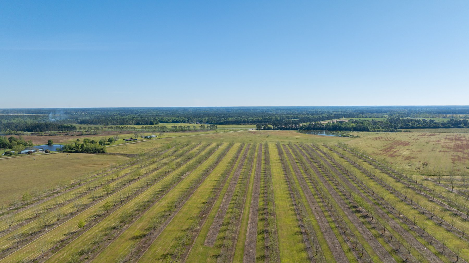 Image for 58+/- Acres - The Sealy Tract - Weybrenee Farms