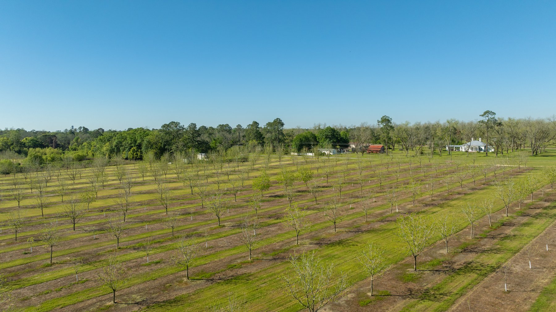 Image for 58+/- Acres - The Sealy Tract - Weybrenee Farms