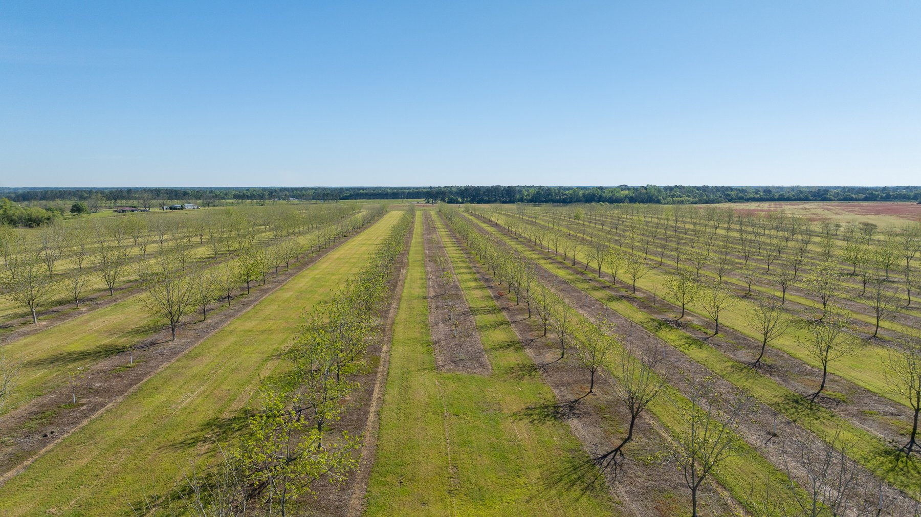 Image for 58+/- Acres - The Sealy Tract - Weybrenee Farms