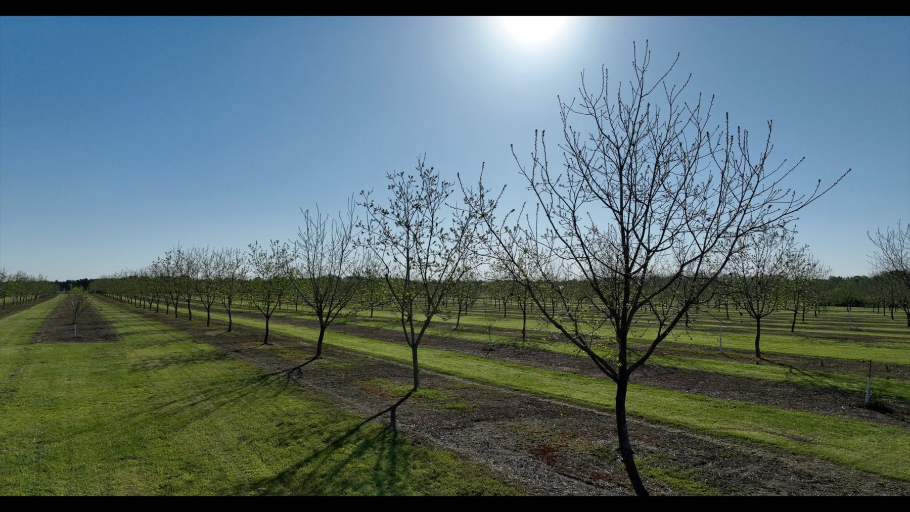 Image for 58+/- Acres - The Sealy Tract - Weybrenee Farms