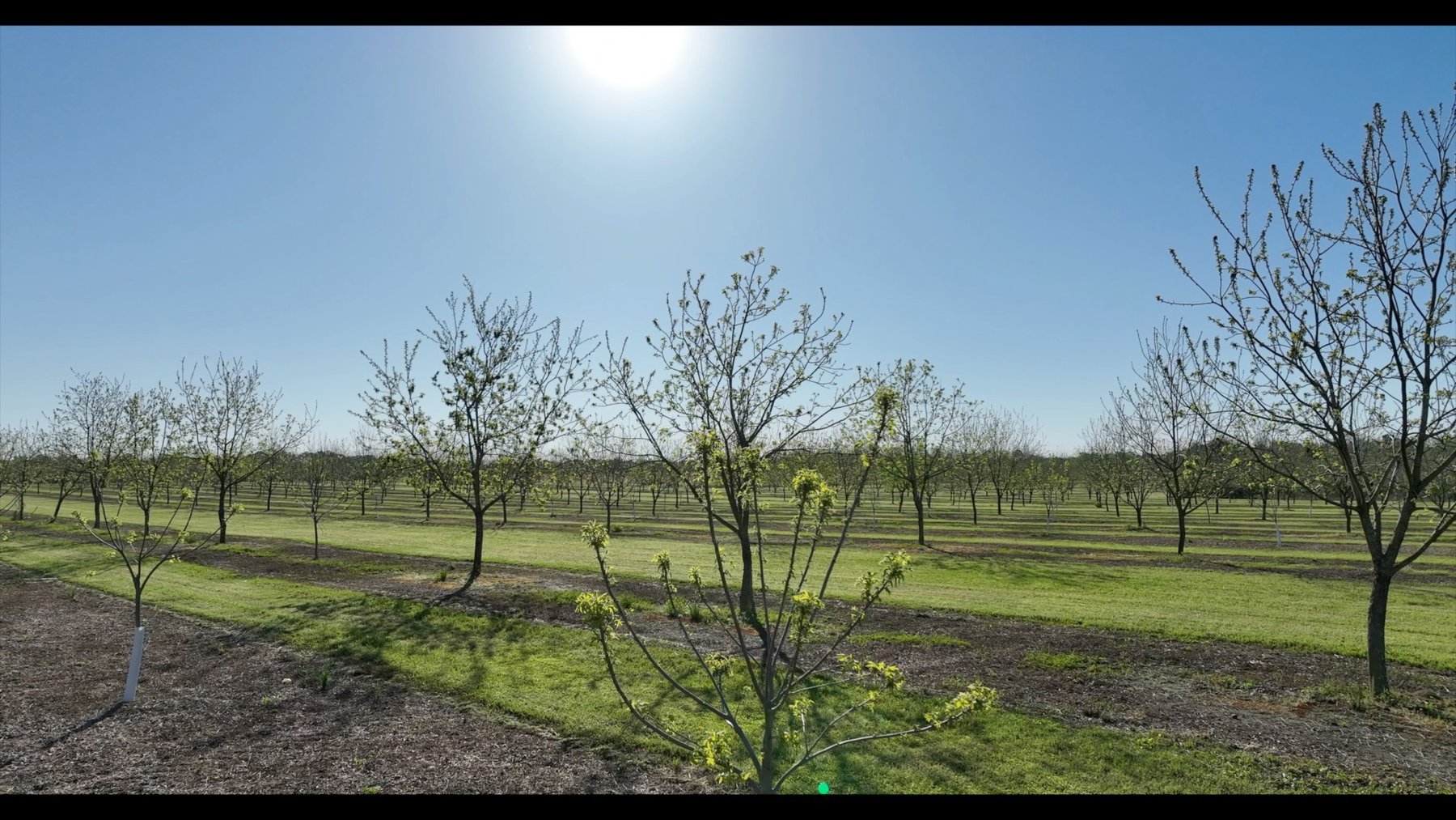 Image for 58+/- Acres - The Sealy Tract - Weybrenee Farms