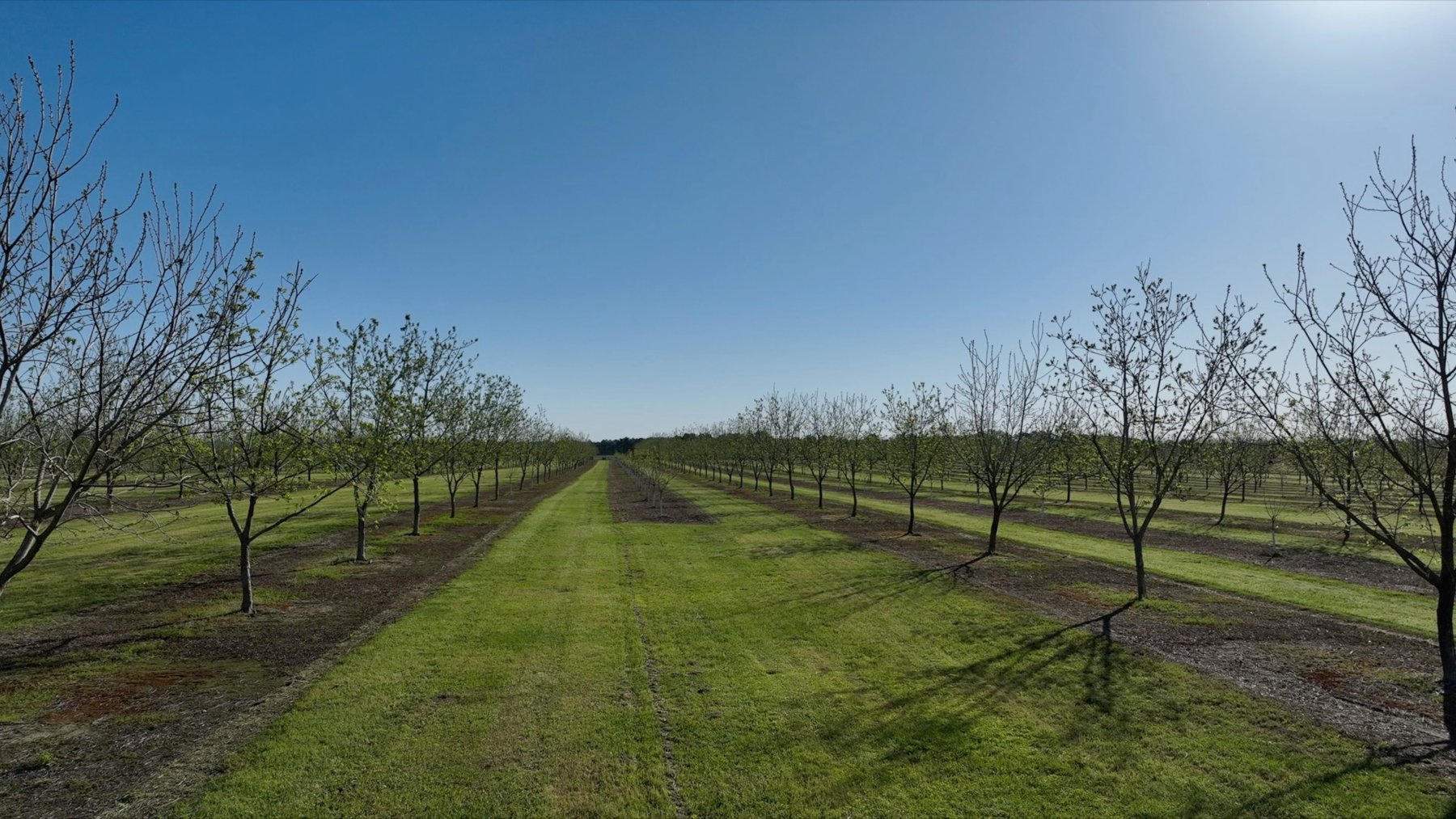 Image for 58+/- Acres - The Sealy Tract - Weybrenee Farms