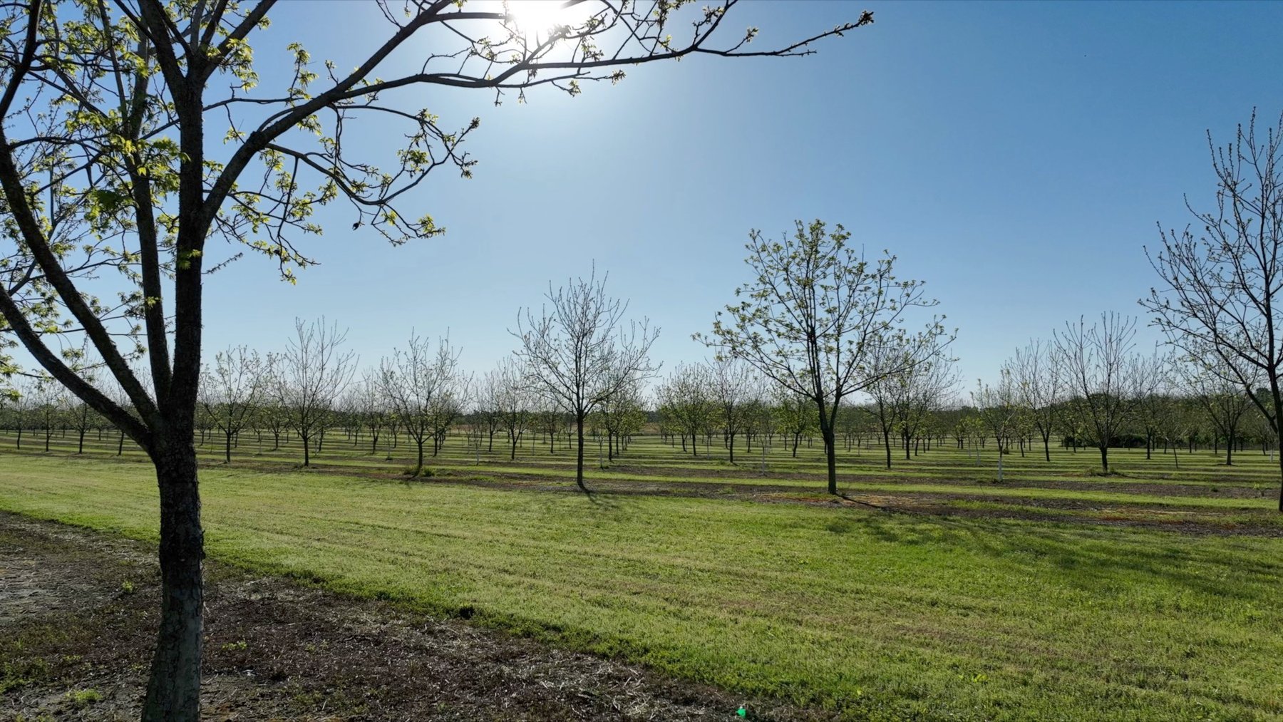 Image for 58+/- Acres - The Sealy Tract - Weybrenee Farms