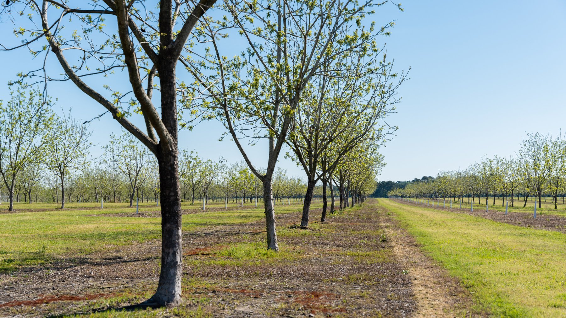 Image for 58+/- Acres - The Sealy Tract - Weybrenee Farms