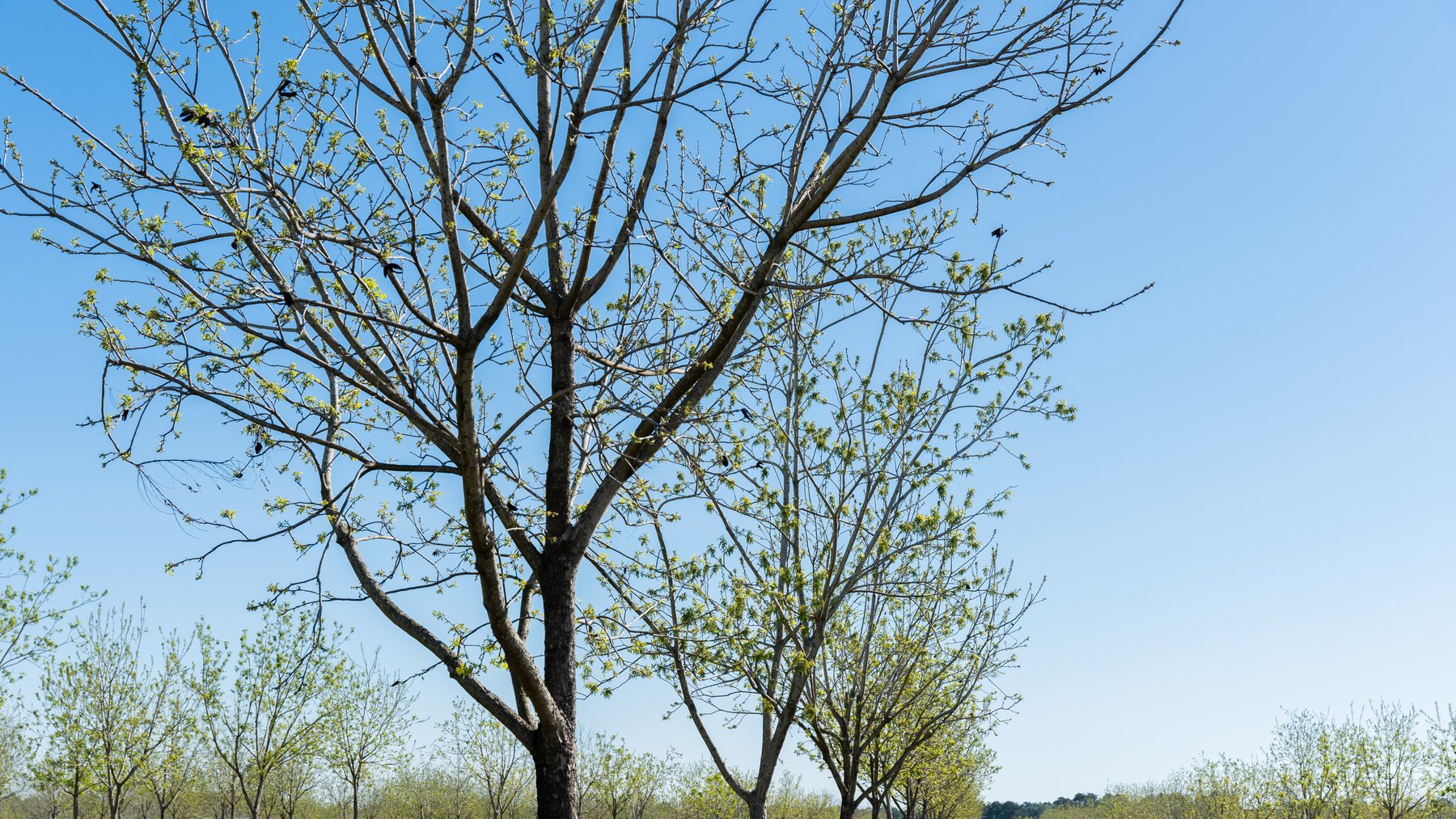 Image for 58+/- Acres - The Sealy Tract - Weybrenee Farms