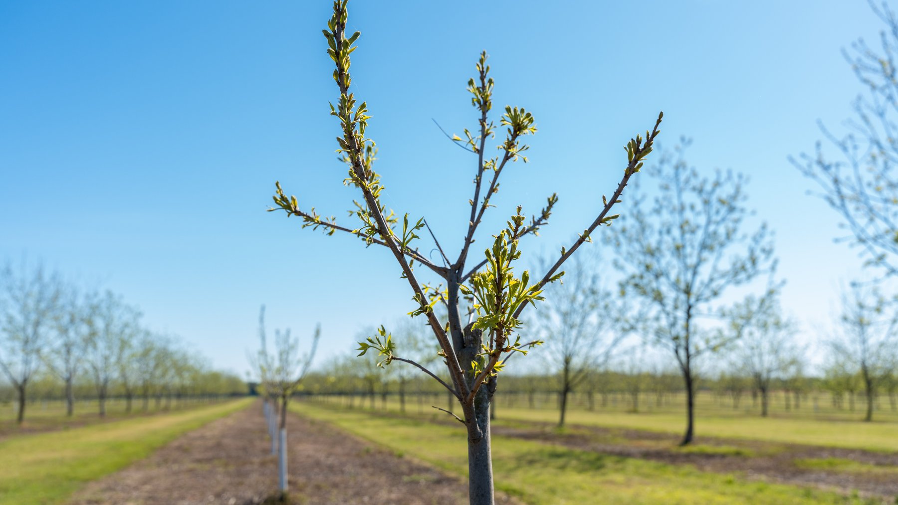 Image for 58+/- Acres - The Sealy Tract - Weybrenee Farms