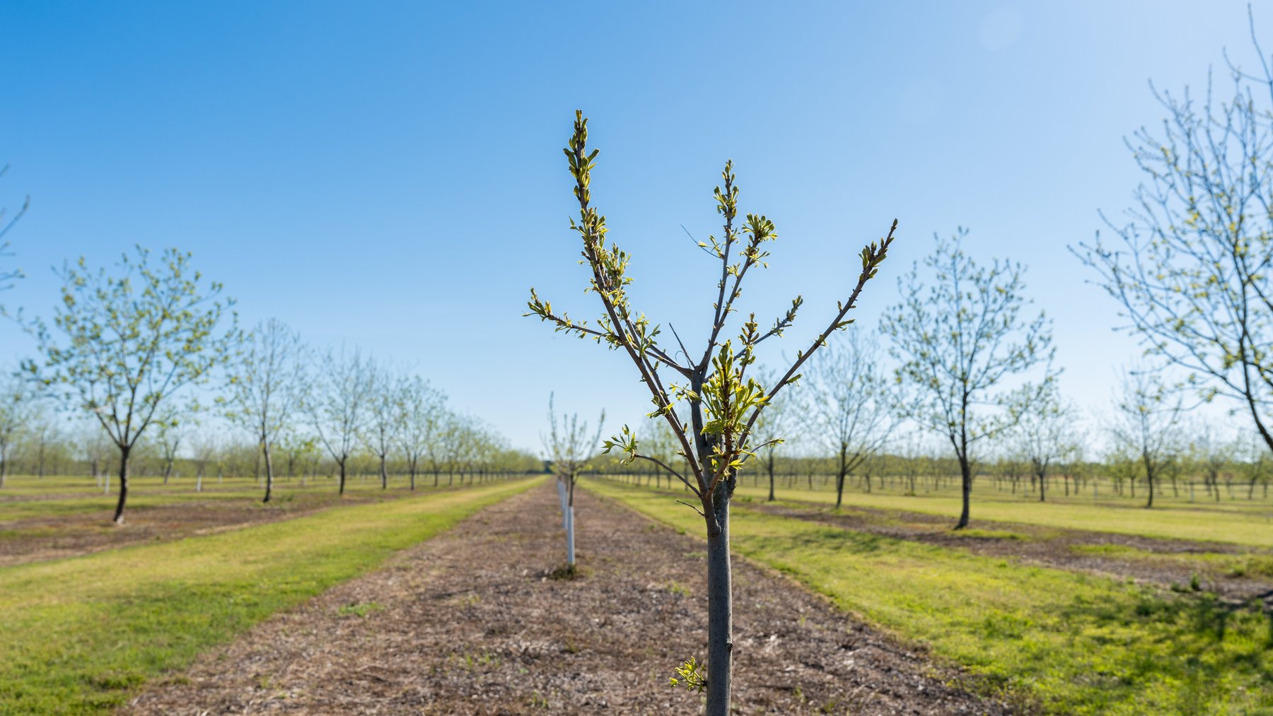 Image for 58+/- Acres - The Sealy Tract - Weybrenee Farms