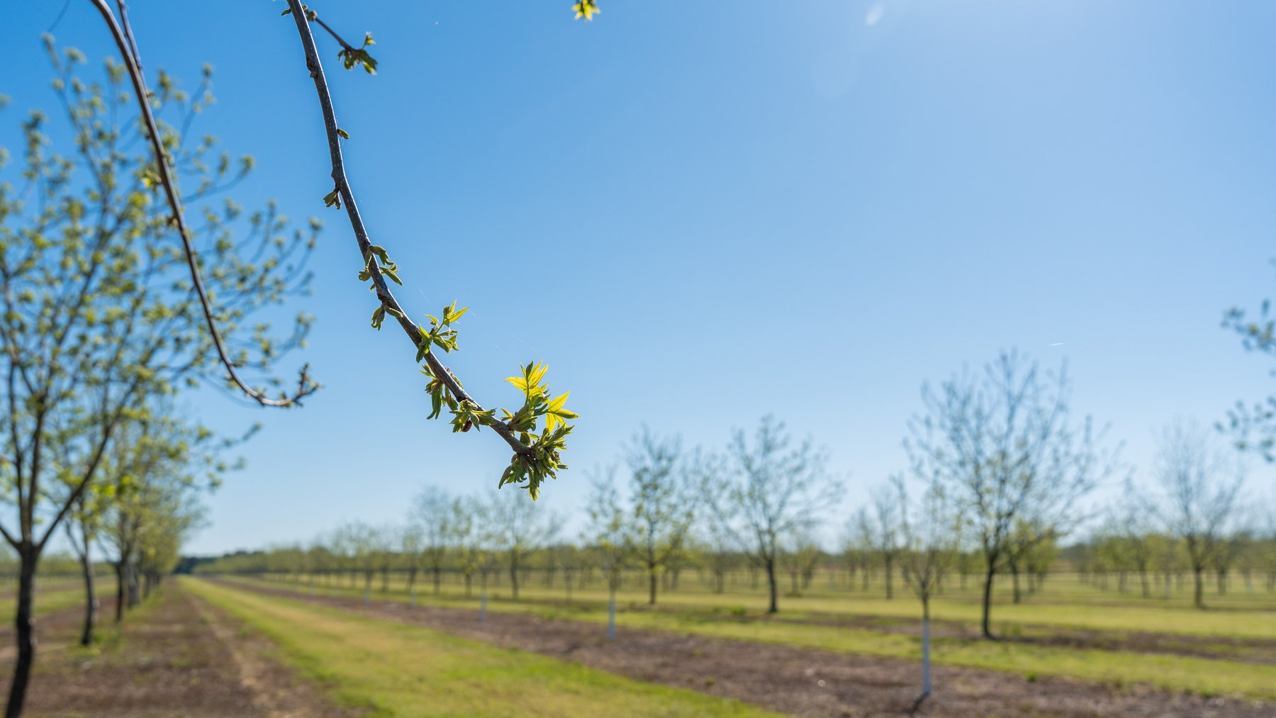 Image for 58+/- Acres - The Sealy Tract - Weybrenee Farms