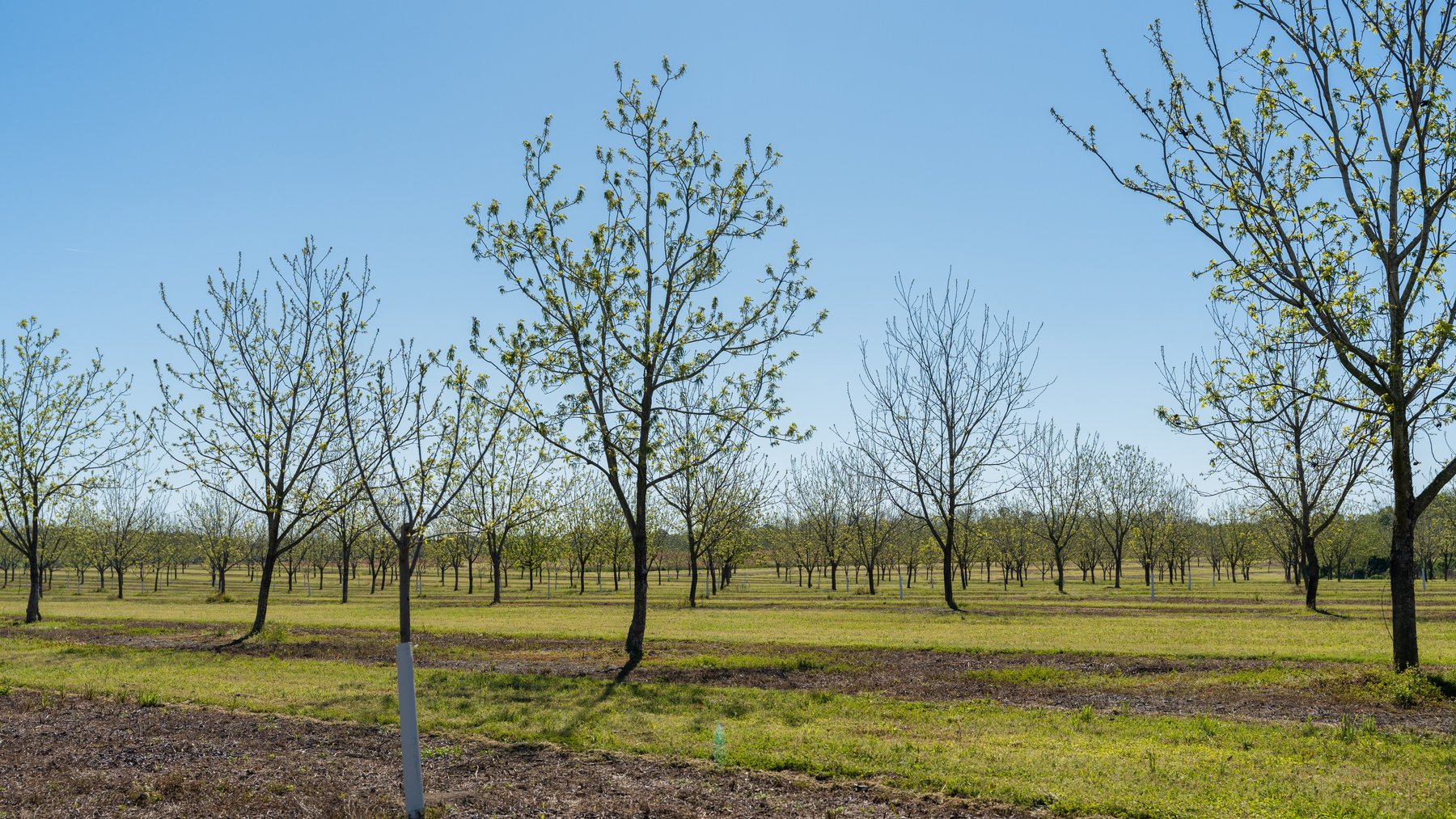 Image for 58+/- Acres - The Sealy Tract - Weybrenee Farms