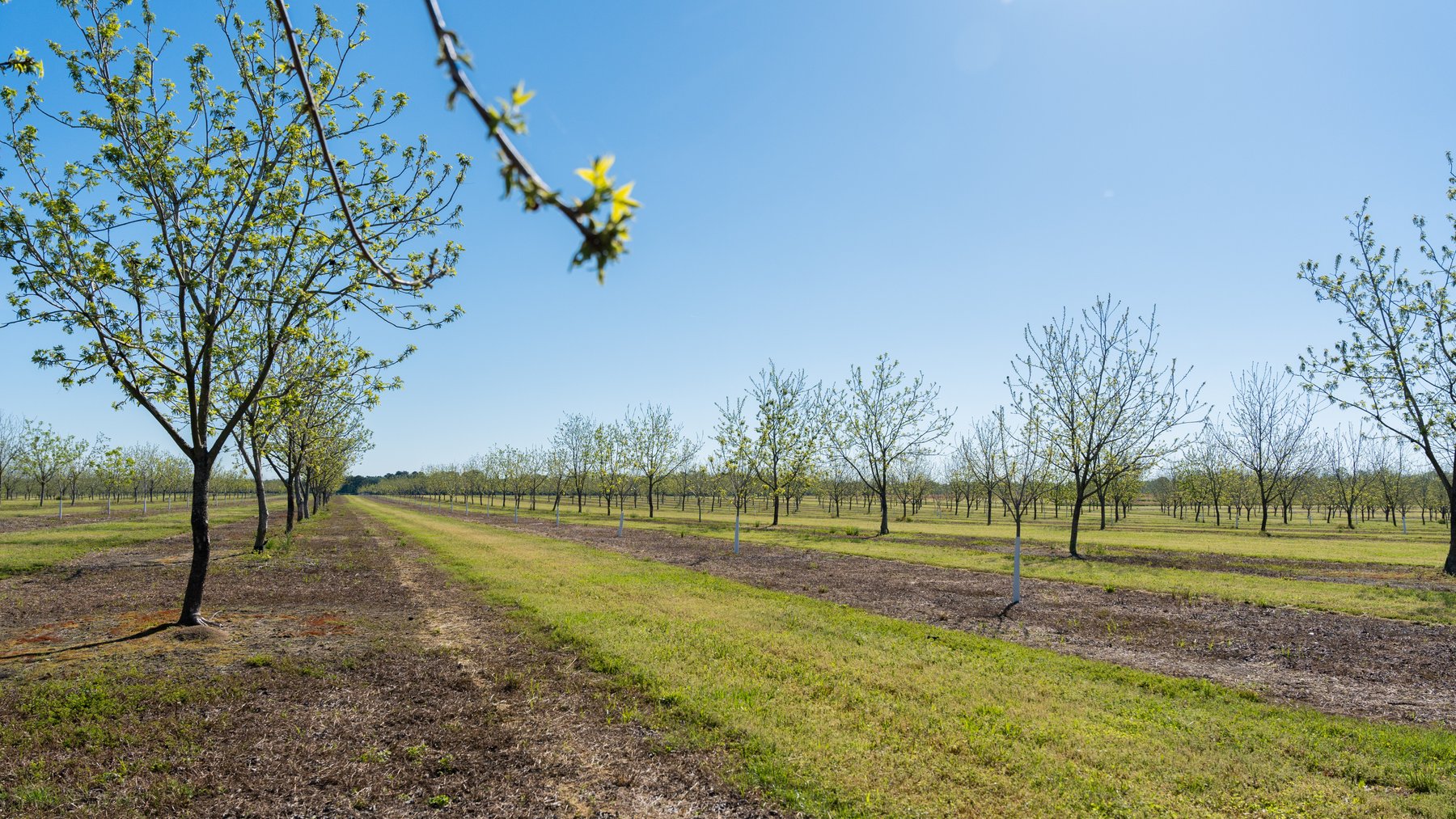 Image for 58+/- Acres - The Sealy Tract - Weybrenee Farms