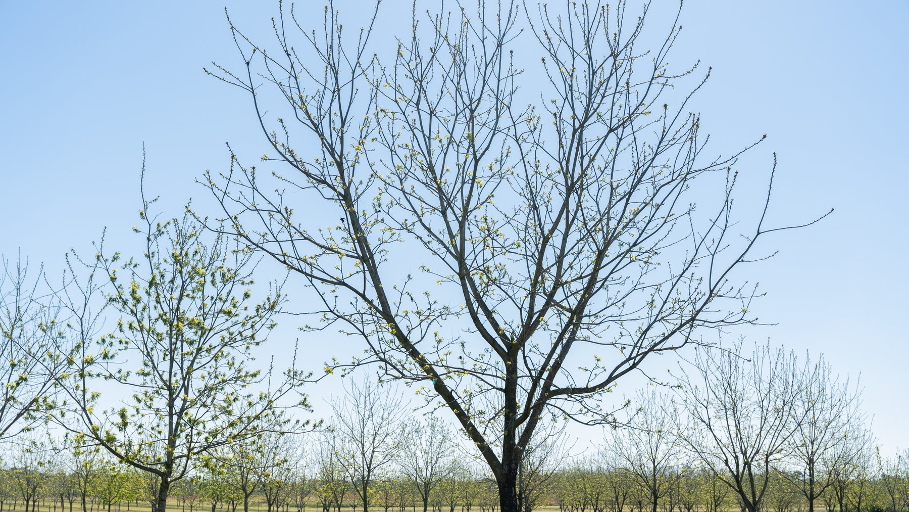 Image for 58+/- Acres - The Sealy Tract - Weybrenee Farms