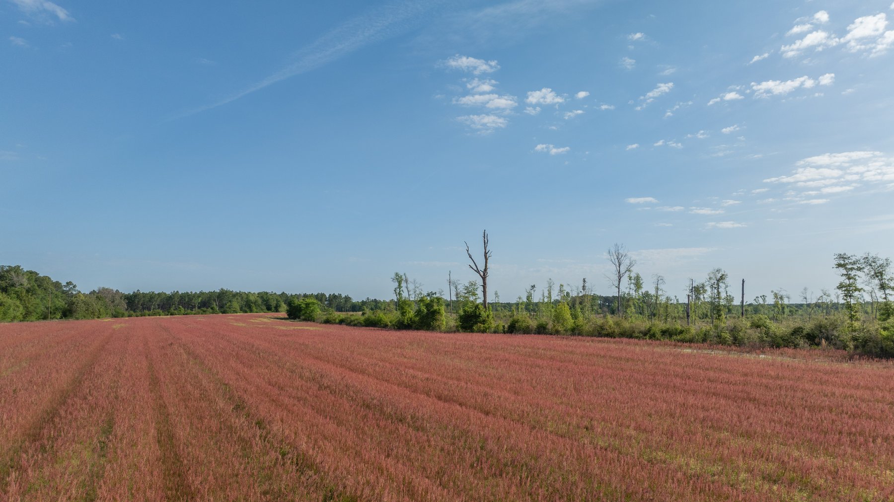 Image for 118+/- Acres - Fowl Hill Farms - Mixed Use Recreational Property w/ Row Crop Farmland