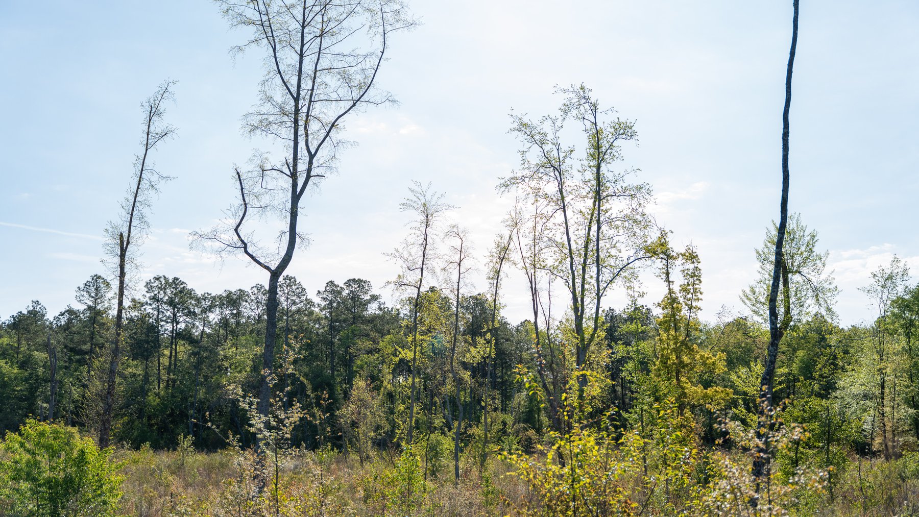 Image for 118+/- Acres - Fowl Hill Farms - Mixed Use Recreational Property w/ Row Crop Farmland