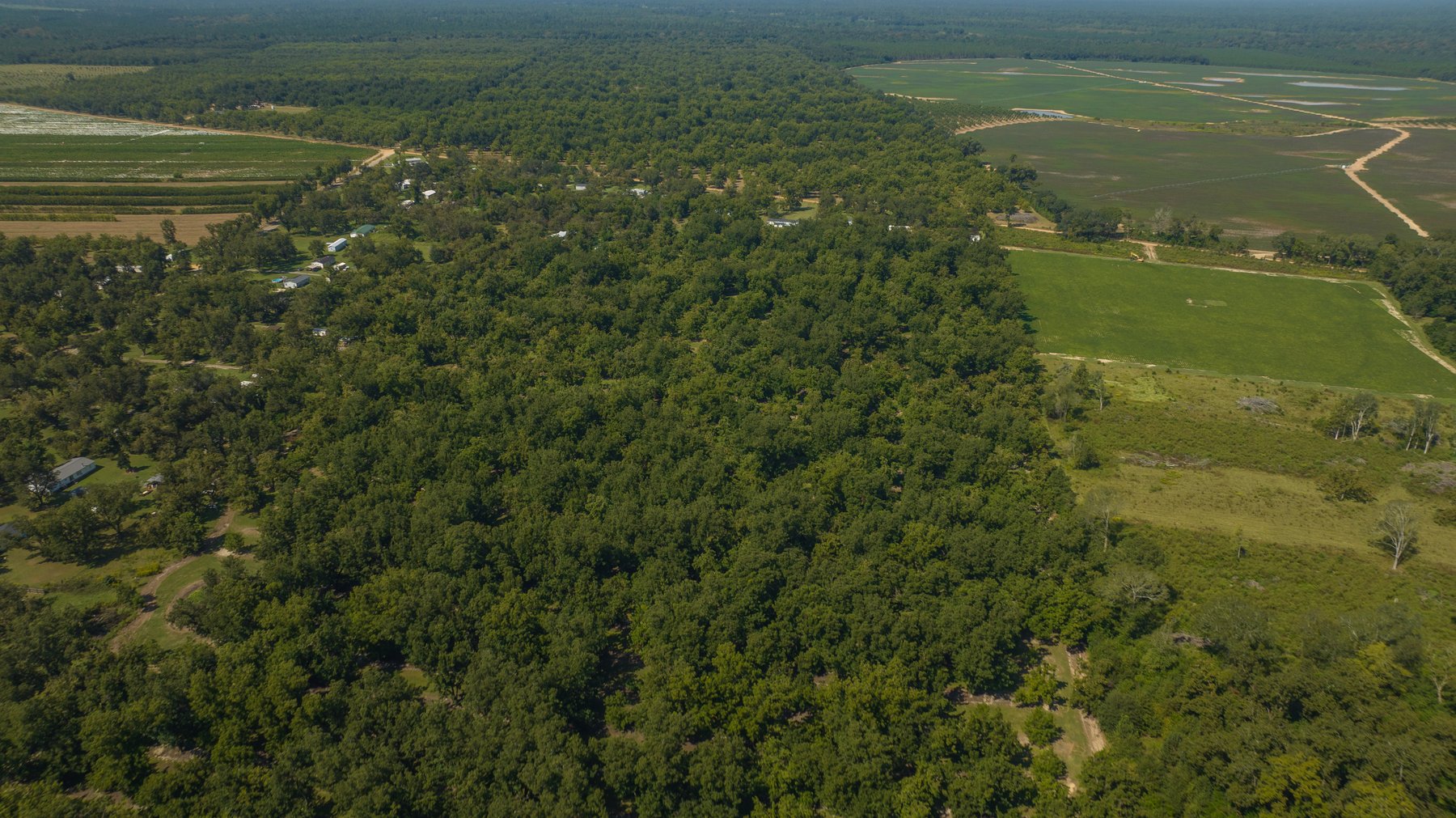 Image for 80.78+/- Acres - Turn-Key Pecan Operation w/ Row Crop Farmland