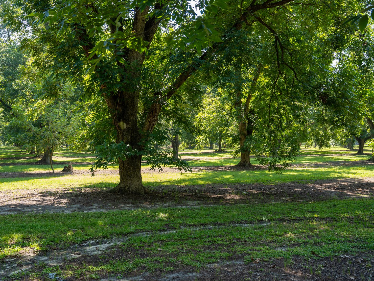 Image for 80.78+/- Acres - Turn-Key Pecan Operation w/ Row Crop Farmland