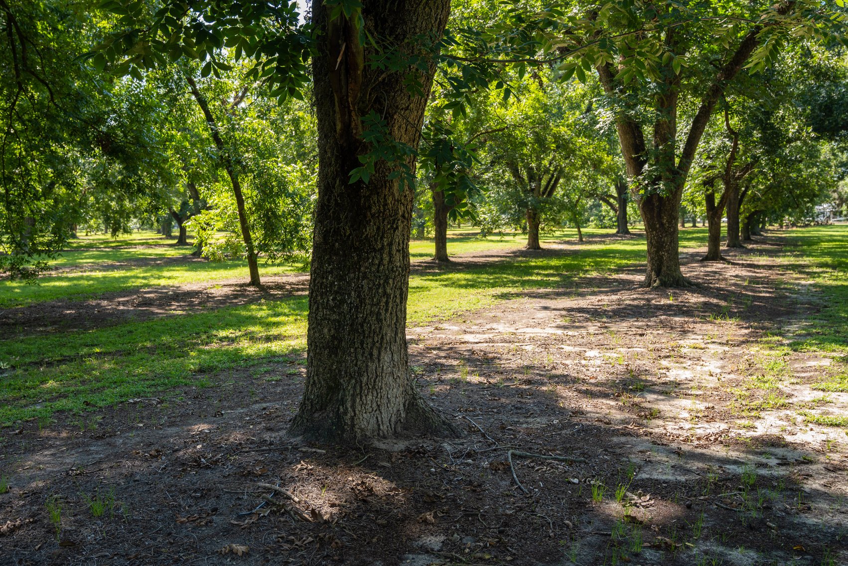 Image for 80.78+/- Acres - Turn-Key Pecan Operation w/ Row Crop Farmland