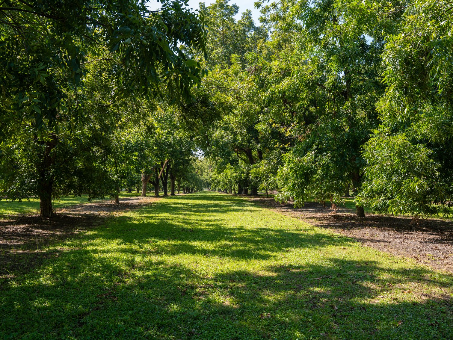 Image for 80.78+/- Acres - Turn-Key Pecan Operation w/ Row Crop Farmland