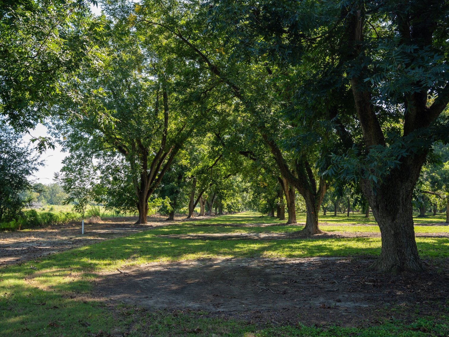 Image for 80.78+/- Acres - Turn-Key Pecan Operation w/ Row Crop Farmland