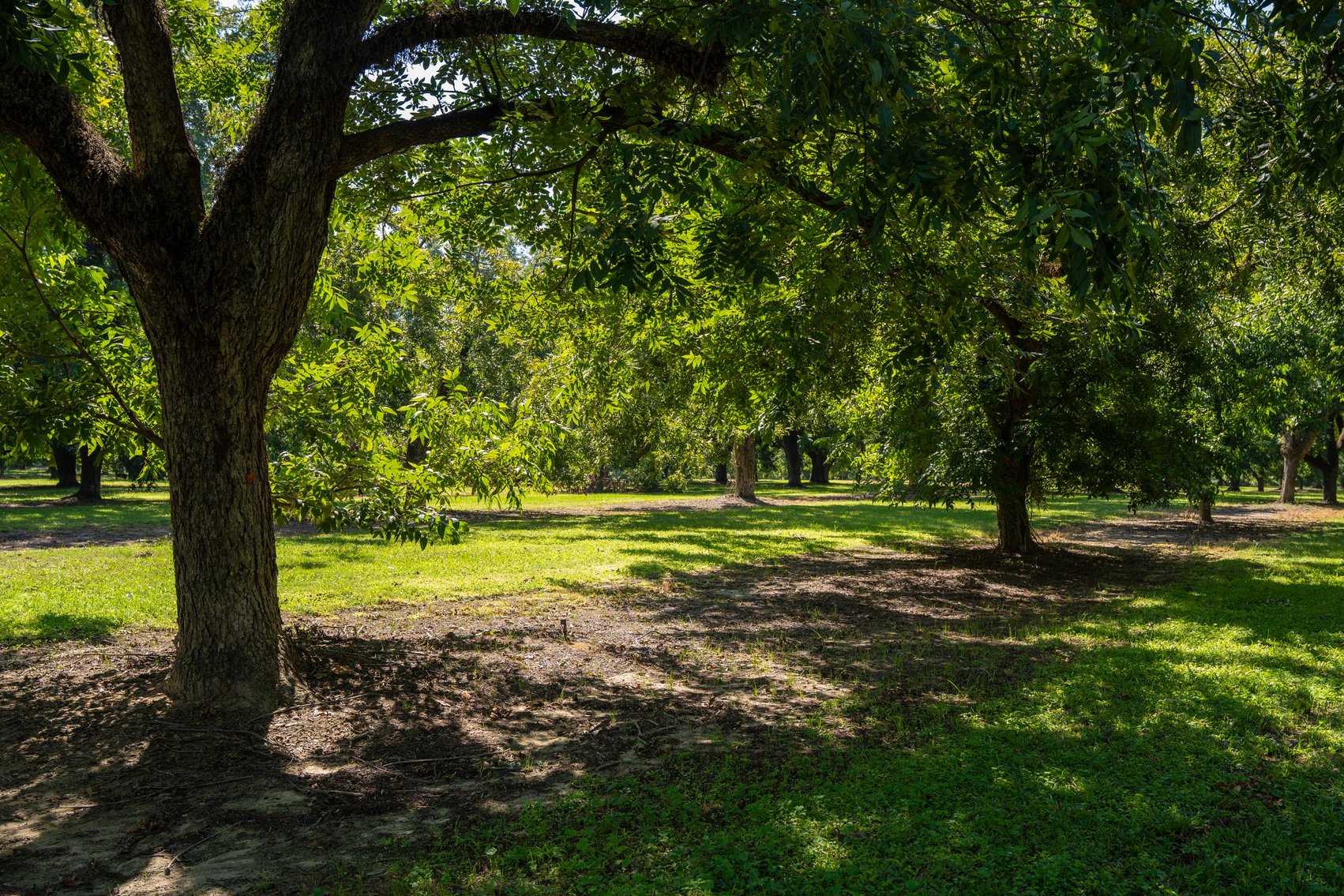 Image for 80.78+/- Acres - Turn-Key Pecan Operation w/ Row Crop Farmland