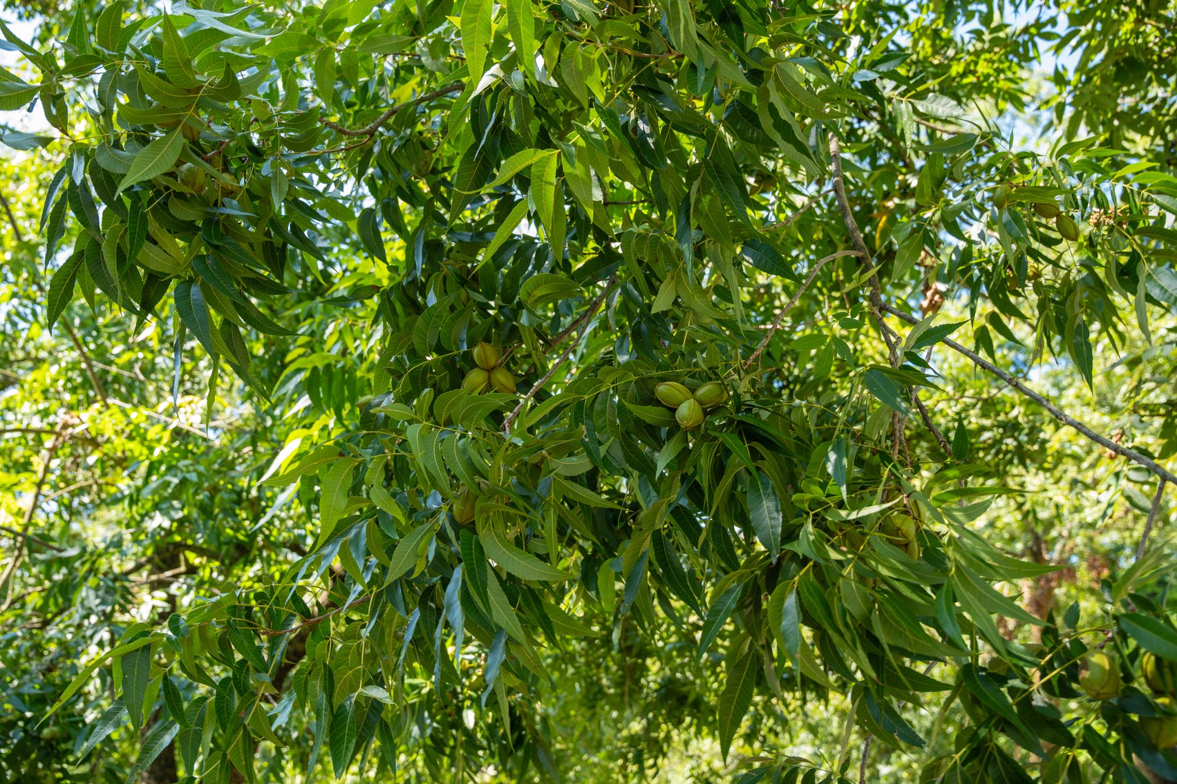 Image for 80.78+/- Acres - Turn-Key Pecan Operation w/ Row Crop Farmland