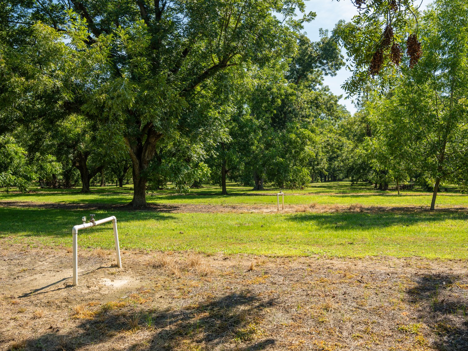 Image for 80.78+/- Acres - Turn-Key Pecan Operation w/ Row Crop Farmland