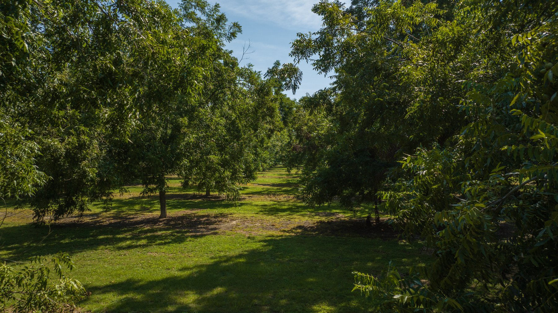 Image for 80.78+/- Acres - Turn-Key Pecan Operation w/ Row Crop Farmland