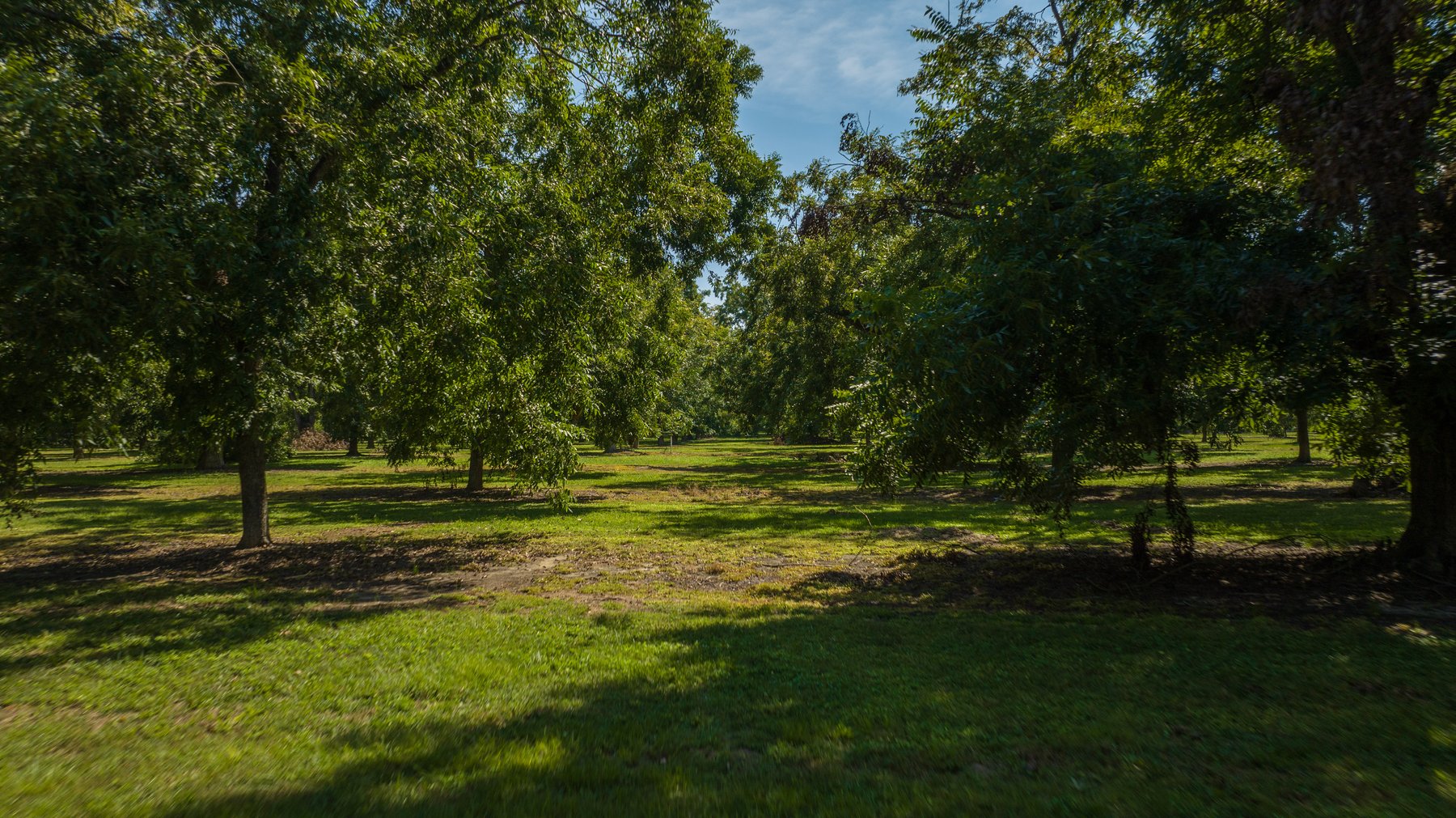 Image for 80.78+/- Acres - Turn-Key Pecan Operation w/ Row Crop Farmland