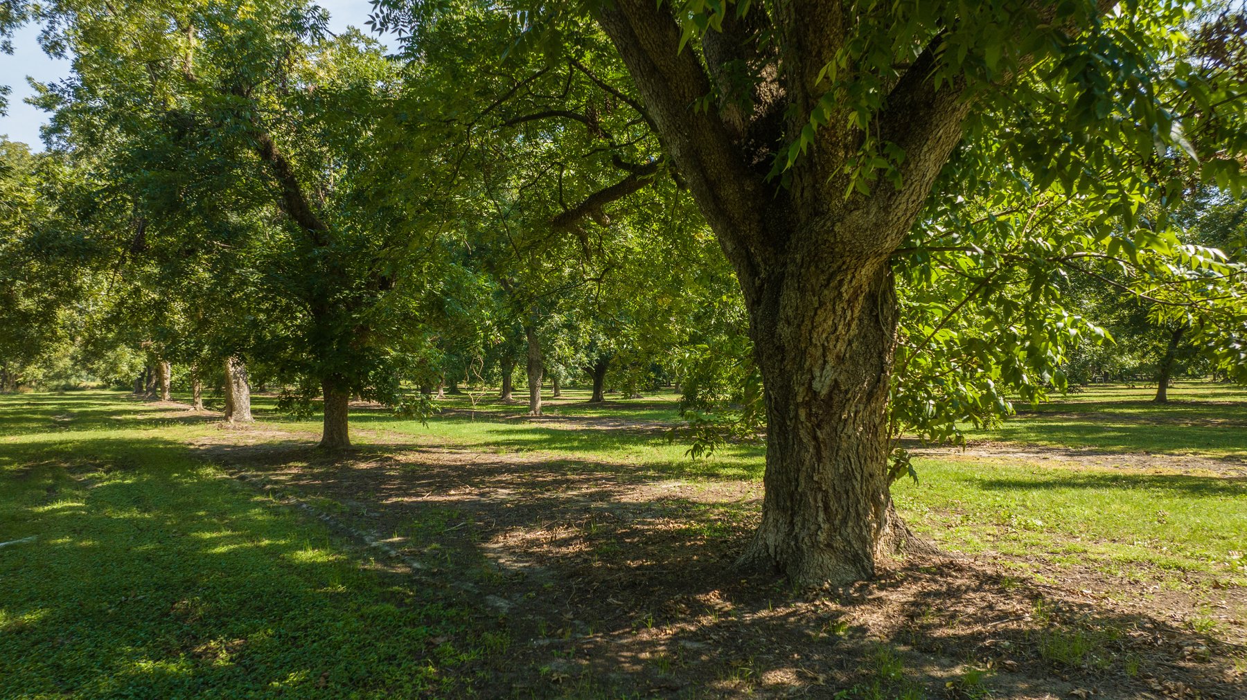Image for 80.78+/- Acres - Turn-Key Pecan Operation w/ Row Crop Farmland