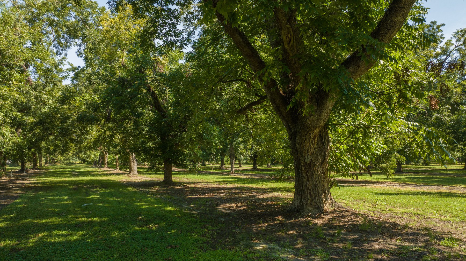 Image for 80.78+/- Acres - Turn-Key Pecan Operation w/ Row Crop Farmland