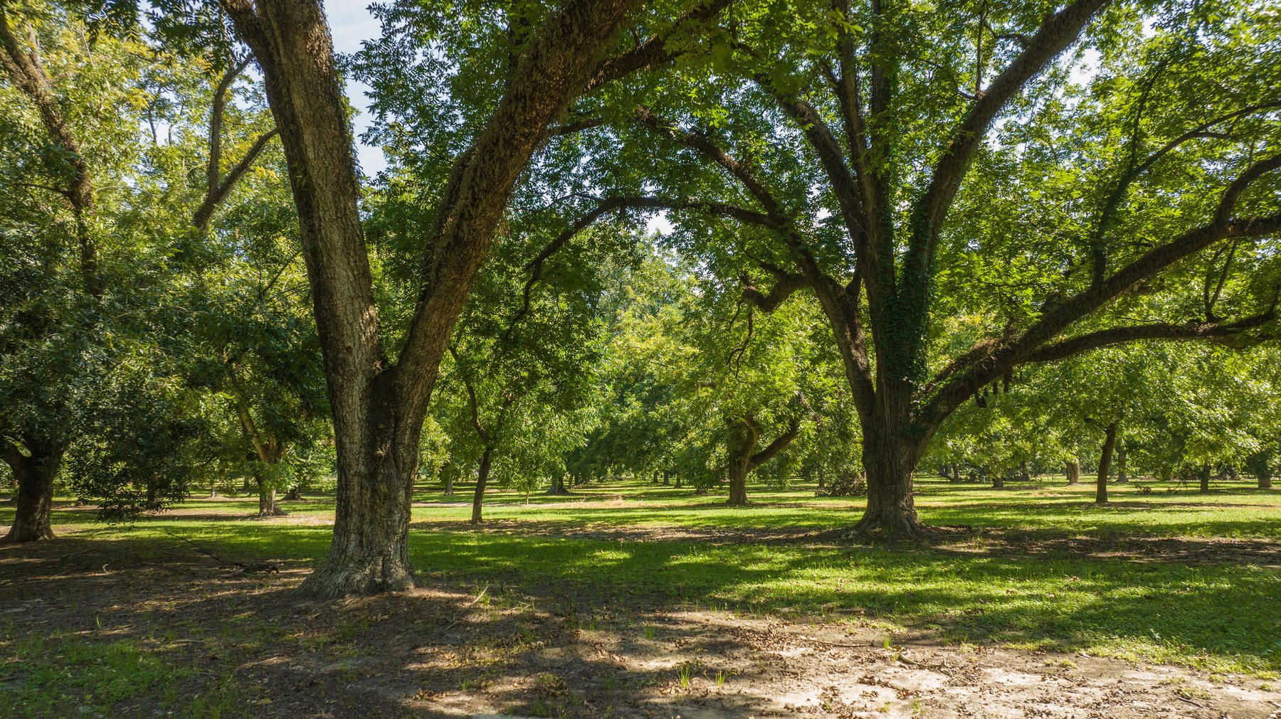 Image for 80.78+/- Acres - Turn-Key Pecan Operation w/ Row Crop Farmland
