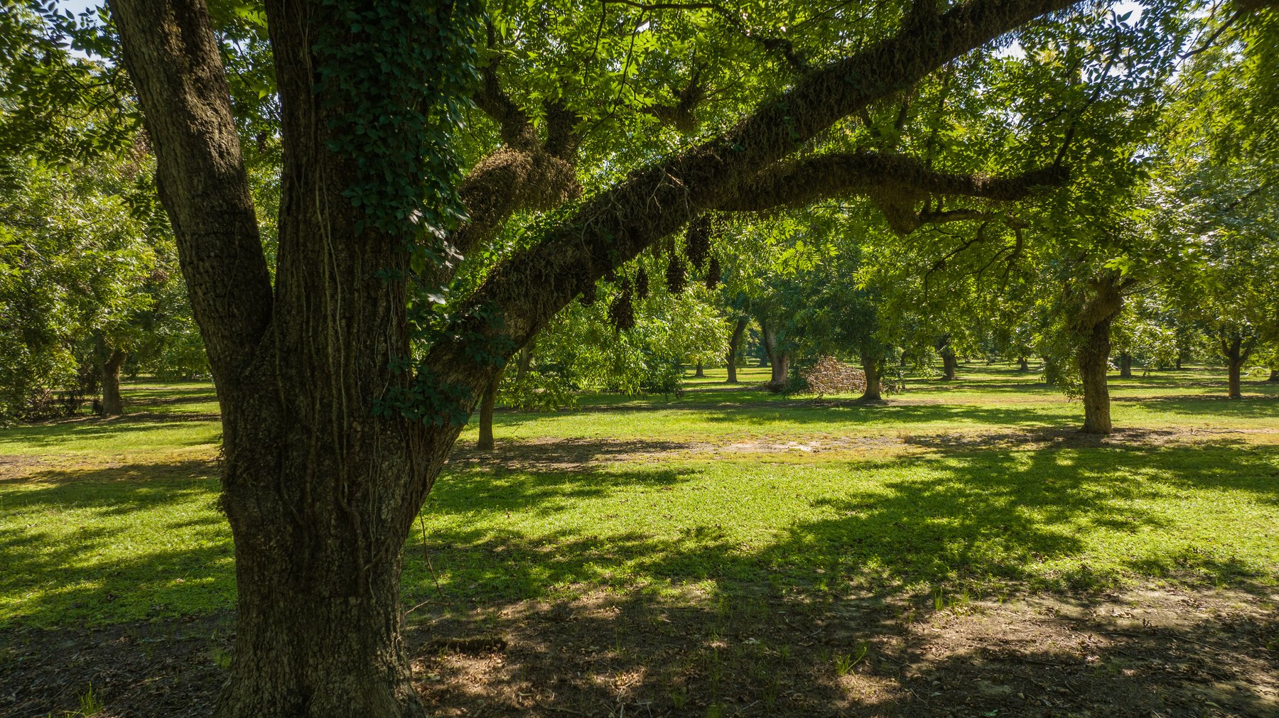 Image for 80.78+/- Acres - Turn-Key Pecan Operation w/ Row Crop Farmland