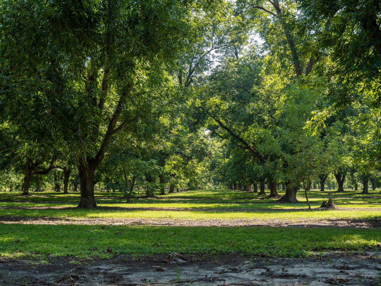 Image for 80.78+/- Acres - Turn-Key Pecan Operation w/ Row Crop Farmland