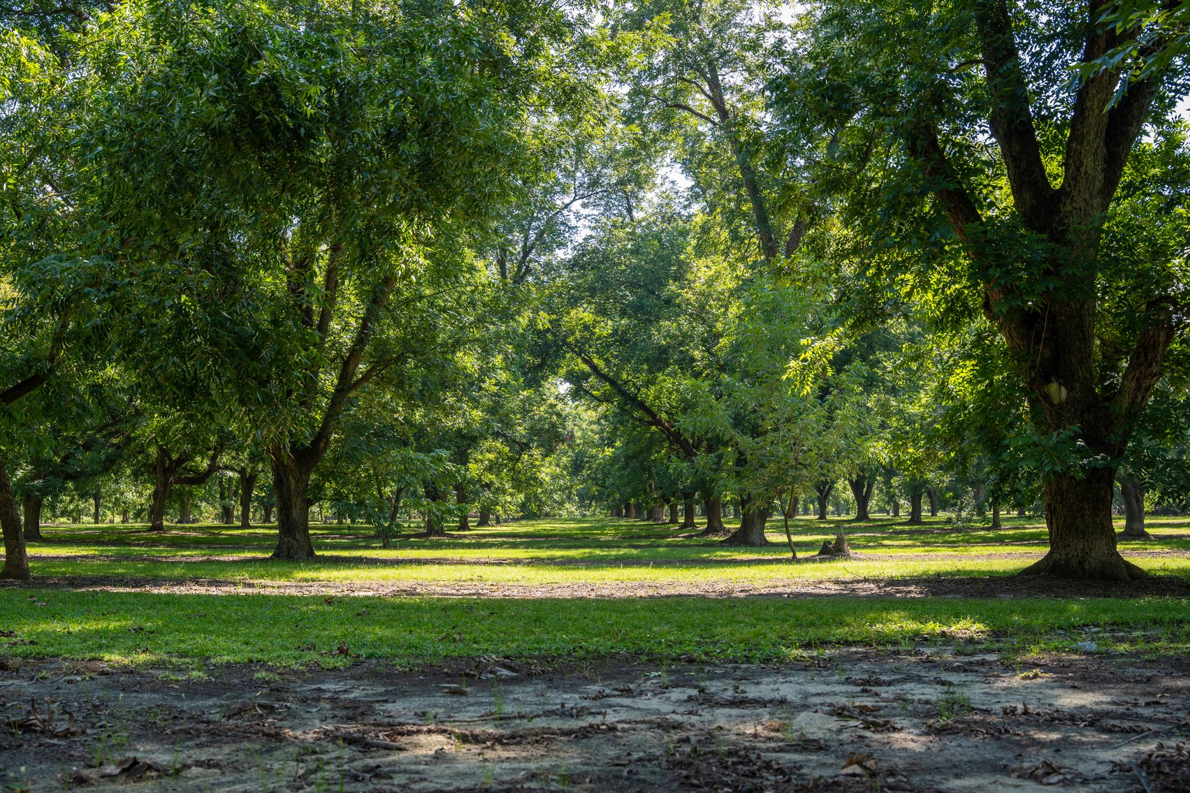 Image for 80.78+/- Acres - Turn-Key Pecan Operation w/ Row Crop Farmland