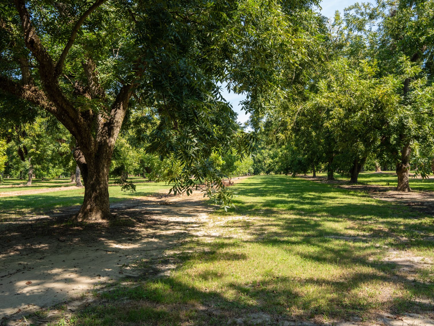Image for 80.78+/- Acres - Turn-Key Pecan Operation w/ Row Crop Farmland