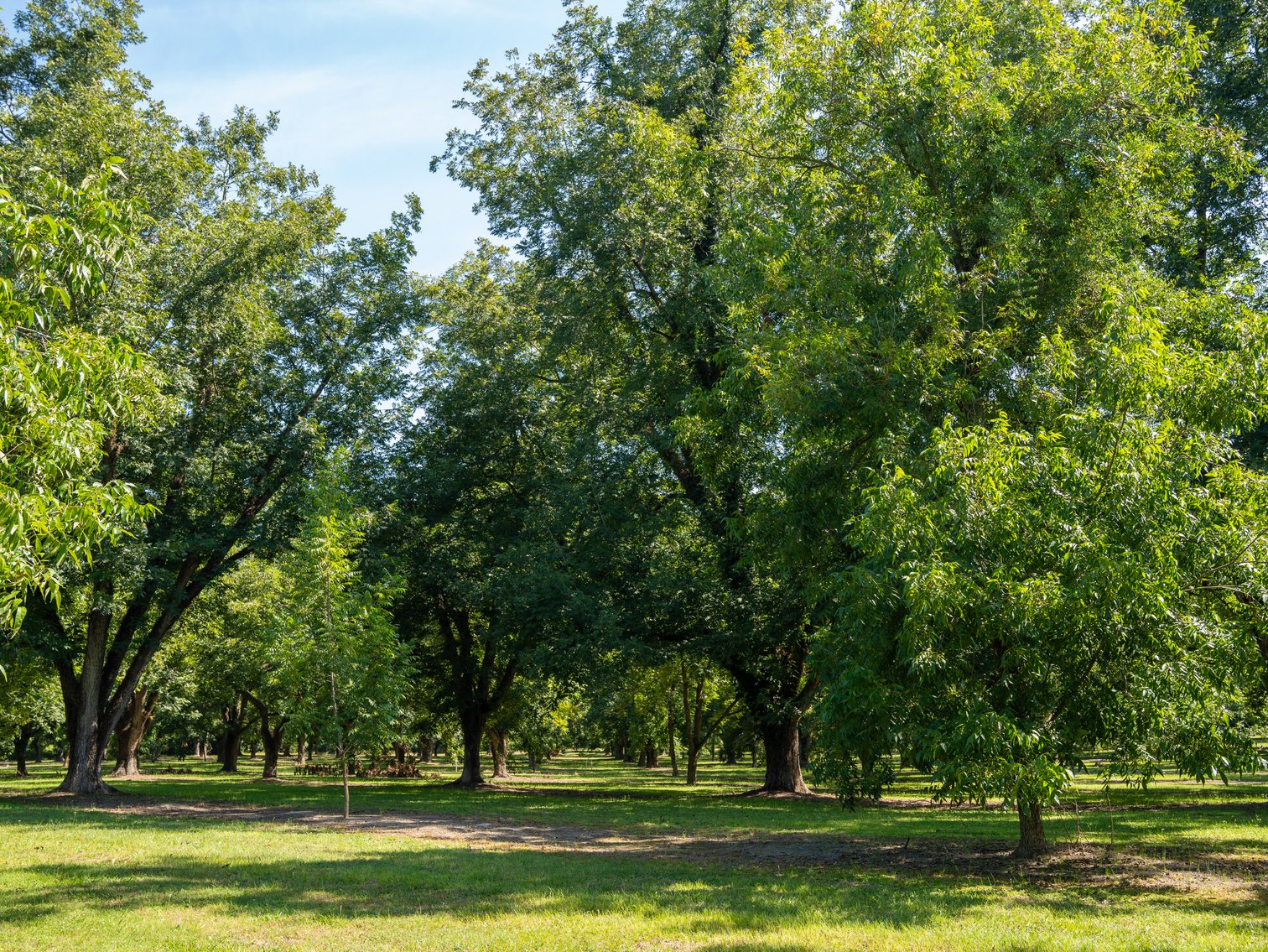 Image for 80.78+/- Acres - Turn-Key Pecan Operation w/ Row Crop Farmland