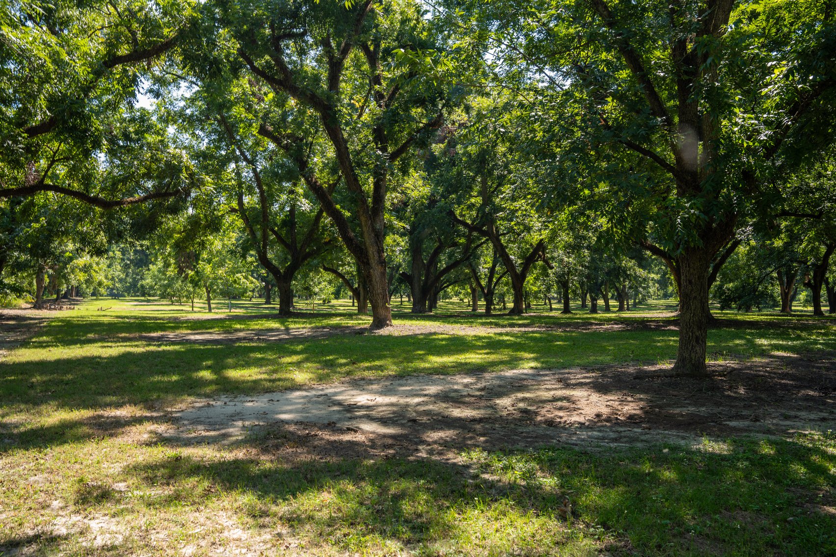 Image for 80.78+/- Acres - Turn-Key Pecan Operation w/ Row Crop Farmland