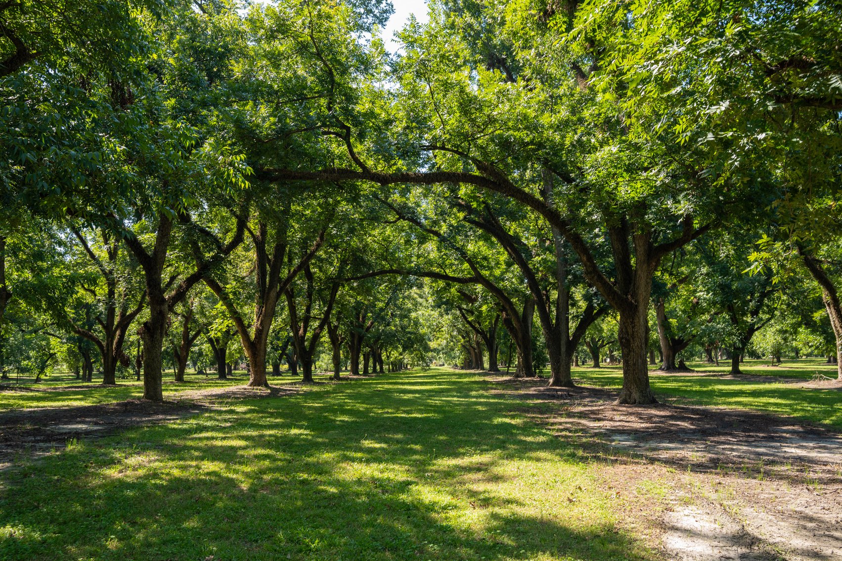 Image for 80.78+/- Acres - Turn-Key Pecan Operation w/ Row Crop Farmland