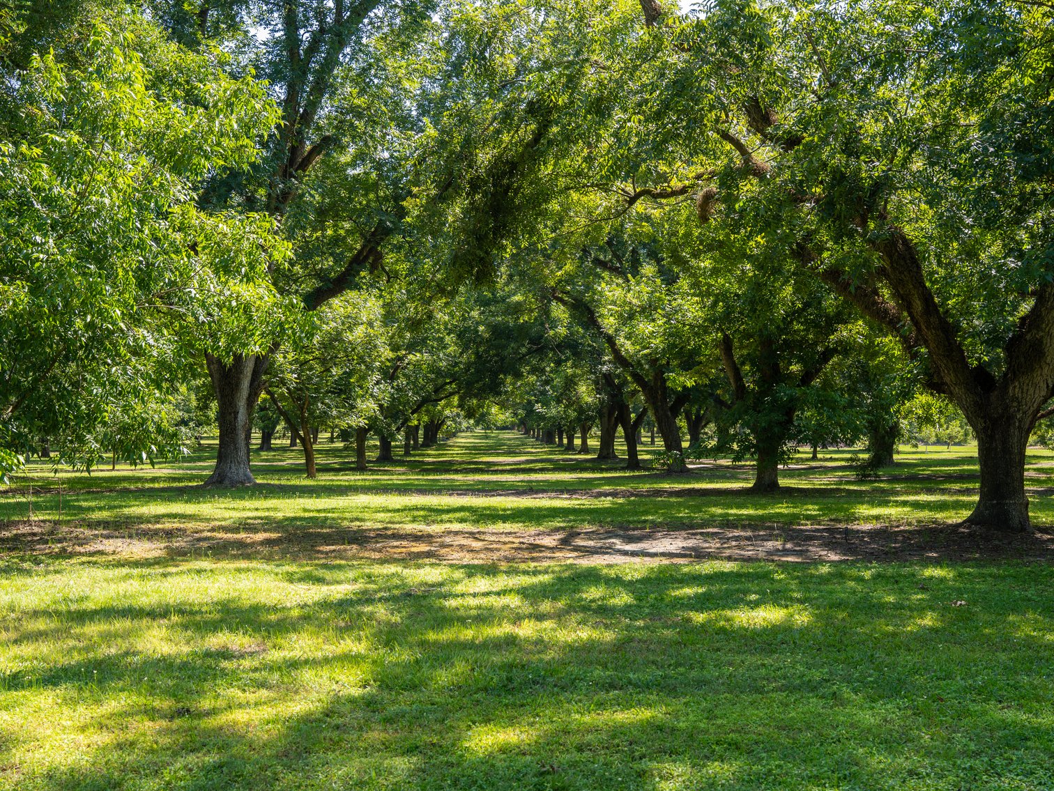 Image for 80.78+/- Acres - Turn-Key Pecan Operation w/ Row Crop Farmland