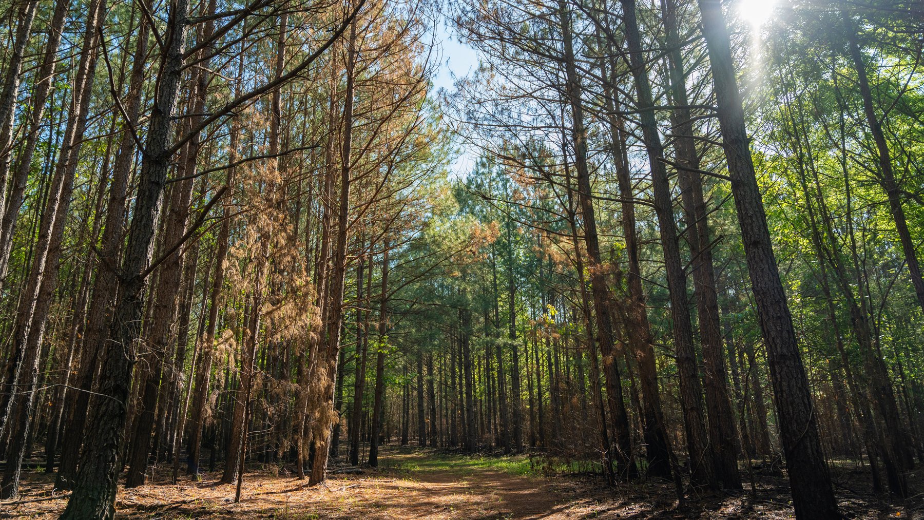 Image for Tobler Creek Place - 107.55 +/- Total Acres - Pristine Recreational Acreage w/ Homesite Potential